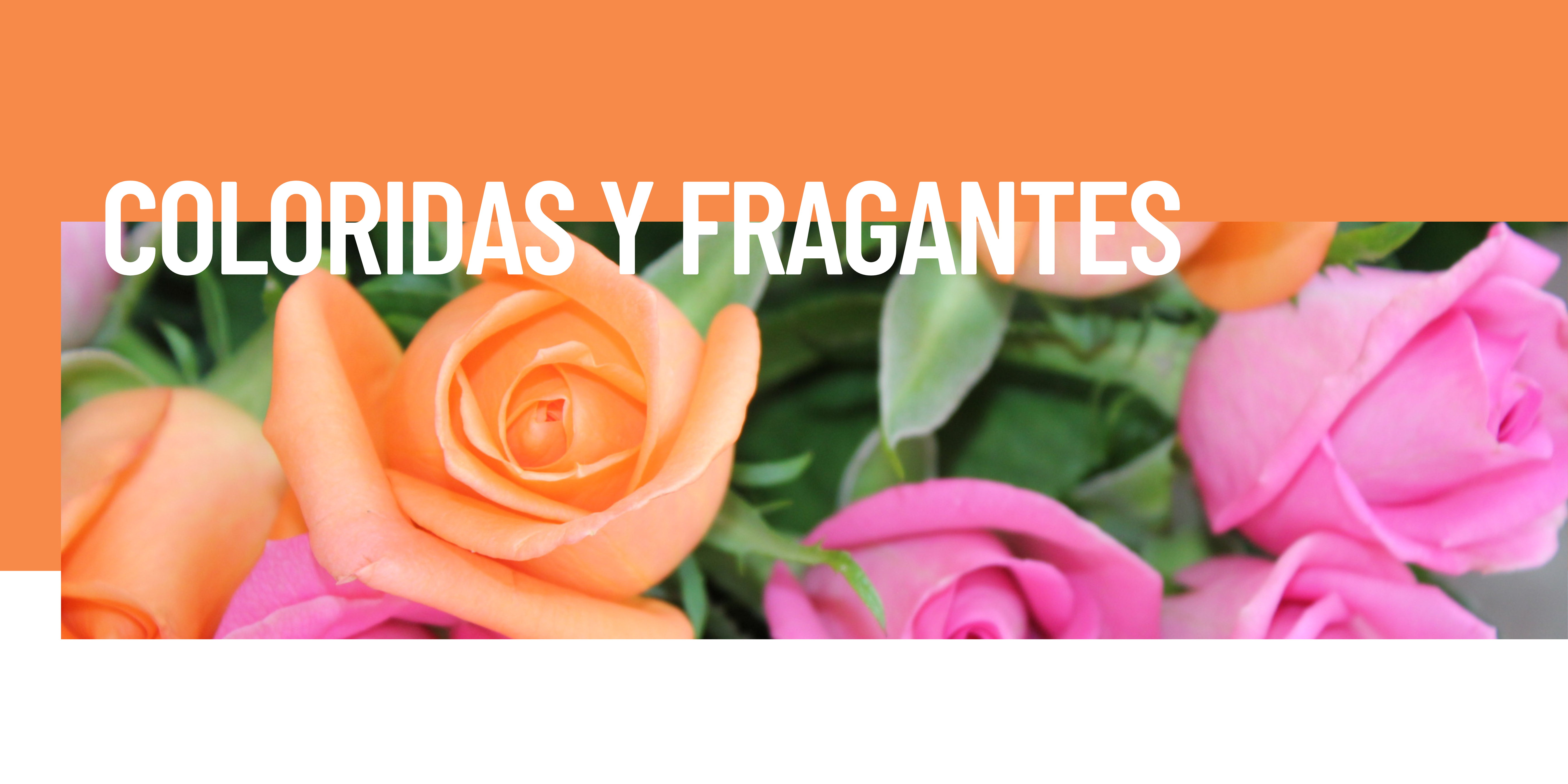 Por qué muchas flores son coloridas y fragantes